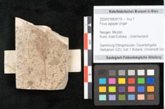 Foto (Objekt + Etikett) von Ficus aglajae Unger (NHMW-GEO-2024-0188-8119)